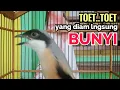 Download Lagu cendet gacor toet toet MATERI MEWAH sekali putar bikin cendet langsung nyaut IKUT BUNYI toet toet