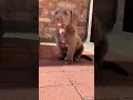 Download Lagu anjing kecil yang lucu sedang menangis