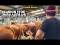 Download Lagu Ngabisin Stok Kandang Blok L, 4 Sapi Super Ready ! Tabungan sapi qurban 600 - 750 kg harga Murah