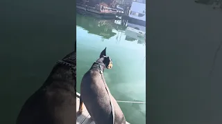 Good morning.. #Fyp #dream #doberman #pets #boat