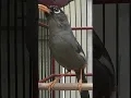 Download Lagu pancingan poksay Mandarin bahan agar cepat bunyi #poksaymandarin #birds