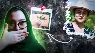 مع ليمو جـريمه انحلت بسبب شجره 