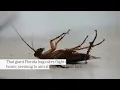 Florida s Palmetto Bug Lie The Cockroach Invasion Truth