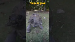 Dancing with giant Tortoises! #educational #dancing #travel