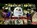 Download Lagu SUARA BURUNG RIBUT UNTUK MEMANCING BURUNG  BUNYI \u0026 PIKAT BURUNG