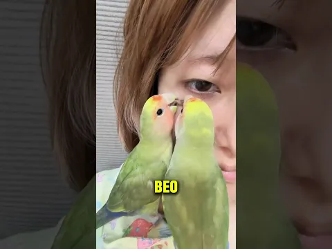 Burung Beo Berusaha Menghilangkan Tahi Lalat