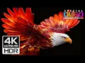 Most Craziest 4K HDR 60FPS Dolby Vision (8K/4K Video TV)