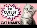 150 CUTE Female Cat Names Female Cat Names Girl Kitten Name Ideas