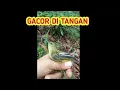 GACOR DI TANGAN | Burung pijantung! suara burung!  Burung Ribut