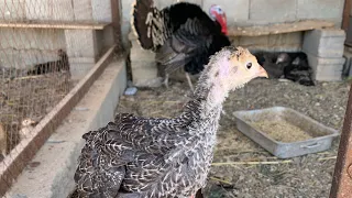 فرخ ديك رومي عمر شهر 