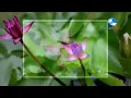 ลาวครวญ - ชาตรี สุวรรณมณี, ชาญชัย ศรีทองแจ้ง
