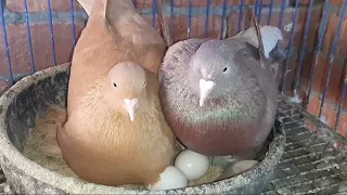 نصائح مهمه لتربيه الحمام المحبوس لزم تعمل كده مع الحمام المحبوس لزياده أنتاج البيض والزغاليل دندنها