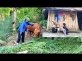 Download Lagu The mother finds grass for the cows and raises pigs, chickens and ducks.