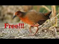 Download Lagu Tiếng Chim Quốc Ngực Nâu - SOB  Tiếng Chim Mắt Đỏ Miễn Phí  Tiếng Chim Ốc Cao Gọi Bầy