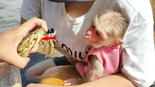 baby monkey bob is calm when he sees the crab for the first time