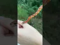Lagu ‼️HARMLESS, NONVENOMOUS CORN SNAKE. Bites are often dramatized by the media! Didn’t even break skin!