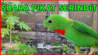 Download Suara Pikat Serindit | Suara Serindit Memanggil untuk memikat Burung serindit liar MP3