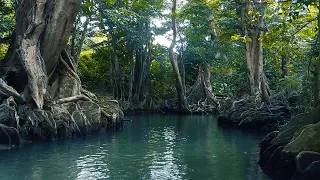 Welcome to the Jungle (Calico Skies Sailing Ep. 11)