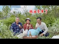 Lagu 农村婆婆跟儿媳妇同住,要摘油茶果了,看儿媳妇一大早买啥吃的