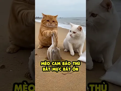 Khi mèo Cam báo bắt mực ở biển 🦑🐙🐱