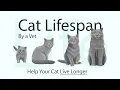 Cat Lifespan How to Help Your Cat Live Longer