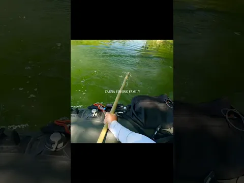 FISHING a BIG CATFISH at the SURFACE #fishing #fish #silure