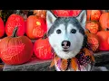 Huskies Watch Trick-or-Treaters Our 112 Pumpkin Display