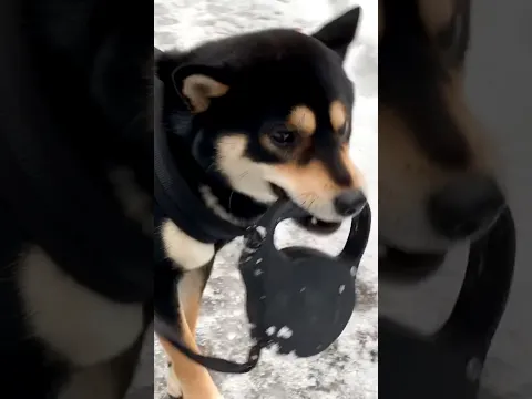 Max is a stereotypical Shiba Inu