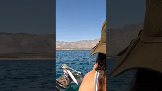 Pelican attack #boatlife #funnyvideo