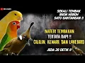 Download Lagu NGERIII..!!!MATERI TEMBAKAN CILILIN, KENARI, DAN LOVEBIRD !!