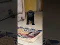 Download Lagu black Labrador puppy available in Kerala transportation available|top quality black lab puppylowpric