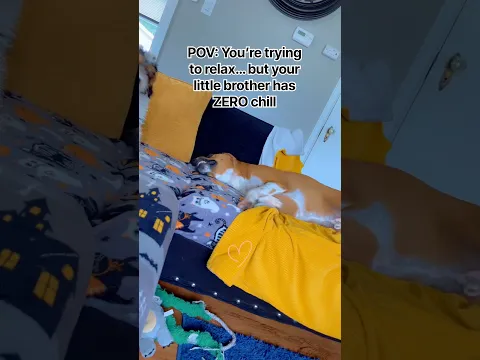 POV: You’re Trying to Relax but Your Little Brother Exists 😂🐶
