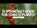 Is Epsom Salt Good For Tomato Plants
