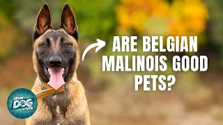 12 Things Only Belgian Malinois Dog Owner Understand