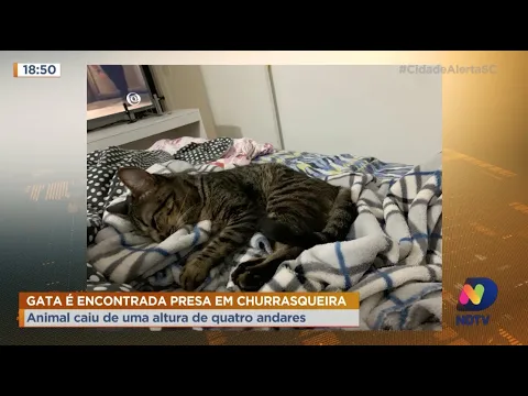 Gata despenca de prédio e cai em churrasqueira em Joinville; entenda