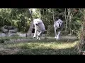 Download Lagu When Wolves Soar (in slow motion)