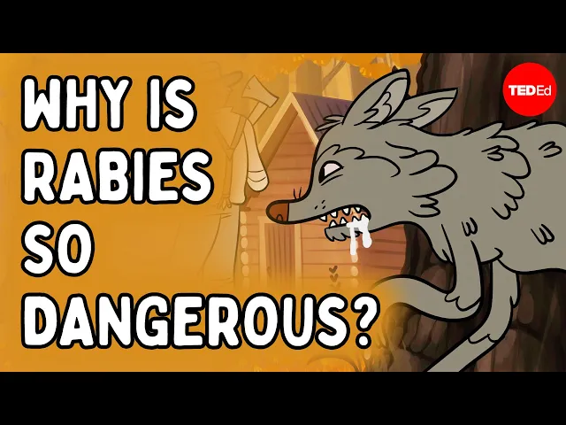 Video: Why is getting bitten by a rabid animal so dangerous? - Charles Rupprecht