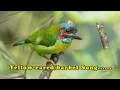 Lagu Suara Burung Takur Tengeret