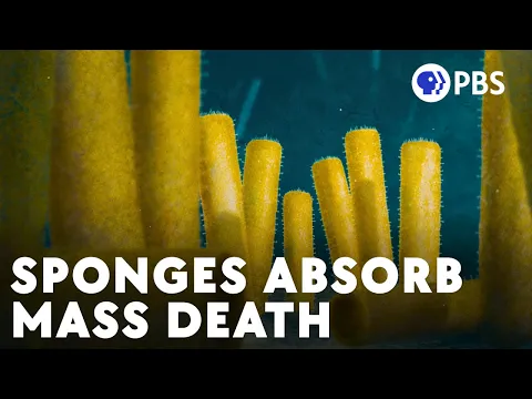 Download MP3 How Sponges Beat The First Mass Extinction