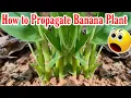 Download Lagu De wereld zou deze techniek moeten kennen om meerdere bananenbomen te verspreiden