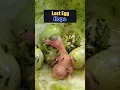 Download Lagu Rescuing Hope: The Last Hatchling #birds