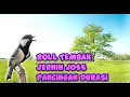 Download Lagu GELATIK BATU GACOR TEMBAKAN PANJANG - ROL TEMBAK GLATIK JERNIH JEDA