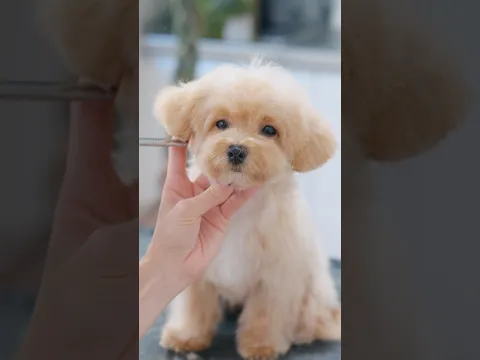 こんなに大変身しちゃいました!マルプー子犬の初トリミング✂️