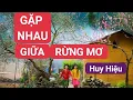 Lagu GẶP NHAU GIỮA RỪNG MƠ - Huy Hiệu |Sáo mèo,Sáo trúc,Kèn lá ||MỞ LOA TO HẾT CỠ NGHE SÁO TRÚC HAY NHẤT
