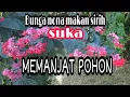 Download Lagu BUNGA NONA MAKAN SIRIH SUKA MEMANJAT POHON
