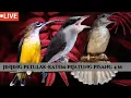Download Lagu masteran nilai tinggi | kapas tembak, pijantung pisang dan jinjing petulak