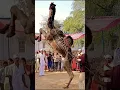 Download Lagu unt ka dance #cameldance #camel #rajasthanidjsong