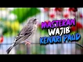 Download Lagu SUARA BLACKTHROAT GACOR UNTUK MASTERAN KENARI PAUD BELAJAR BUNYI