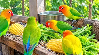 Colorful Lovebirds World 🥰💚#aviarylife#lovebirds#nature #birds