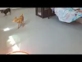 of adoptable pet named CHICO